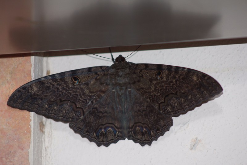 Butterfly that came into our condo