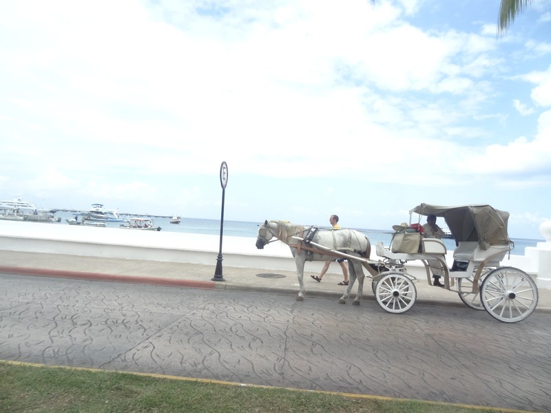 Horse & buggy