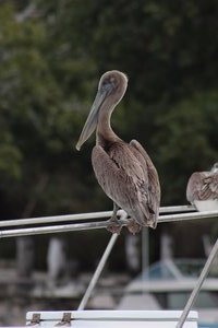 Proud pelican