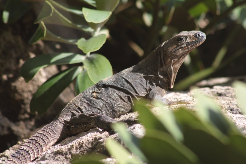 Old iguana's buddy