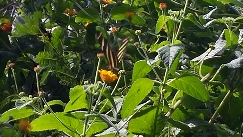 Can you spot the butterfly?