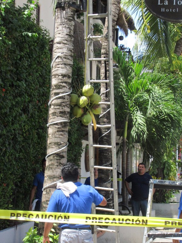 Safely removing coconuts on the streets