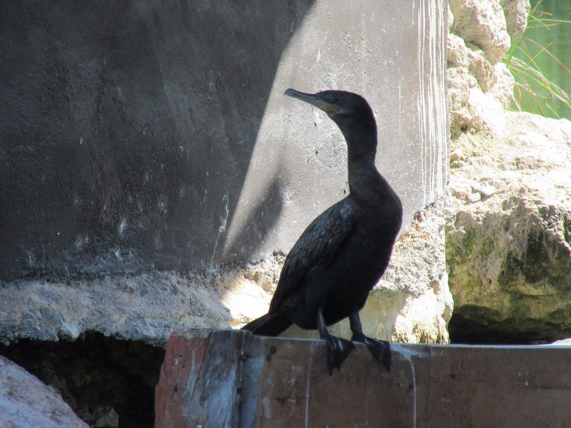 The proud cormorant