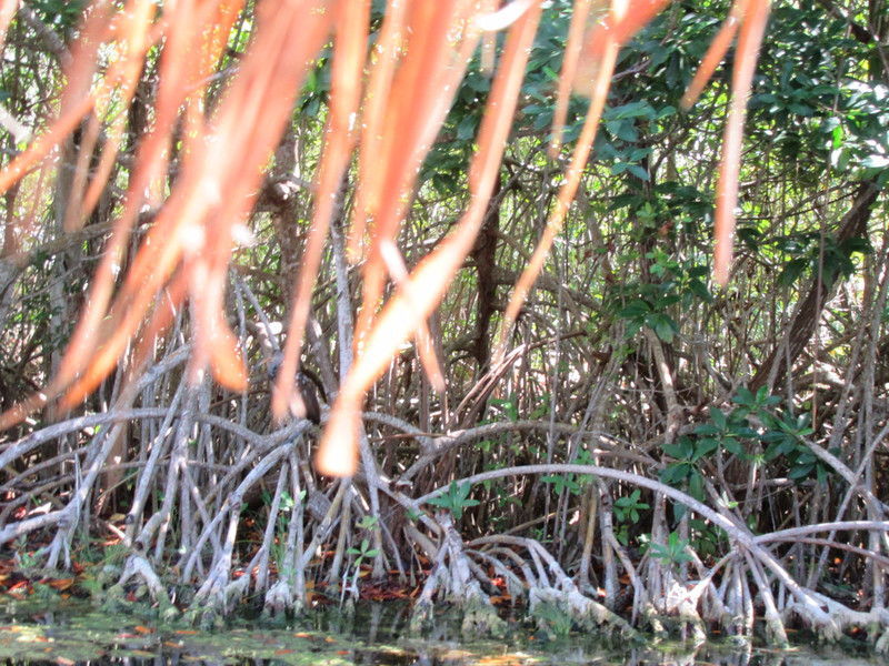 The gnarly white mangroves
