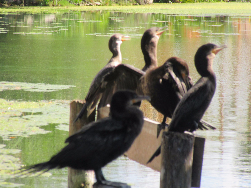 Cormorants roosting
