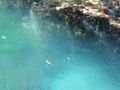 The cenote bubbling up in the lagoon. The color!