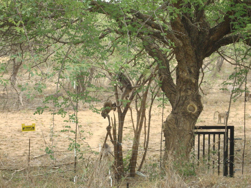 aapjes bij Timbavati gate
