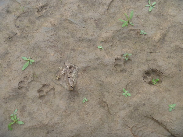 Jaguar footprints by the river