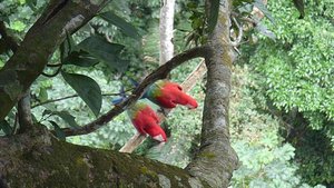 Parrots nesting at the Mirador
