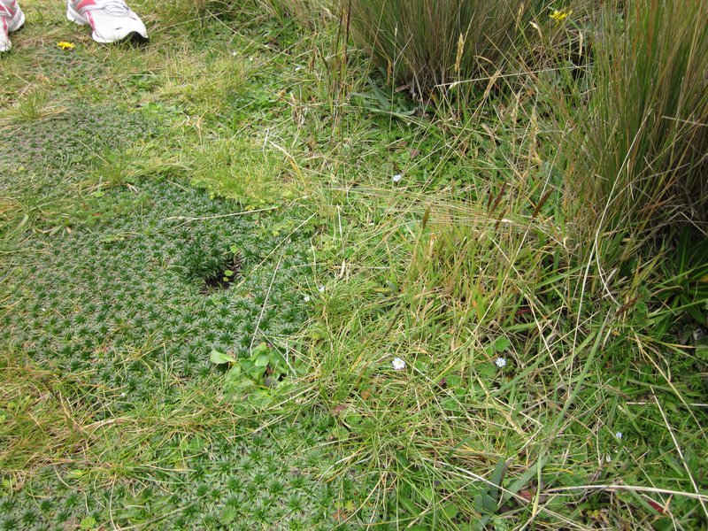 Water Absorbent Grass Stuff (Pich)