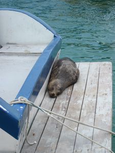 Sea Lion Chilling on the Boat Next to Us