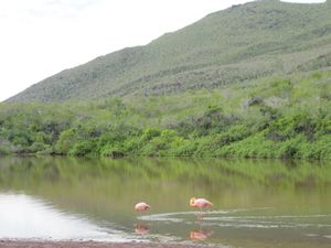 Flamingos and Red Sand