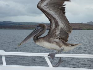 Pelican Trips