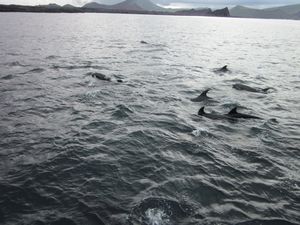 Dolphin Fleet