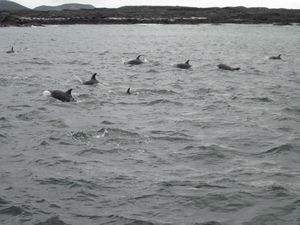 Dolphin Fleet