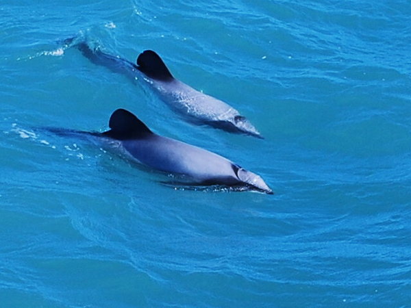 Dolphins, Kaikora