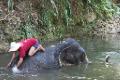 Swimming with elephants