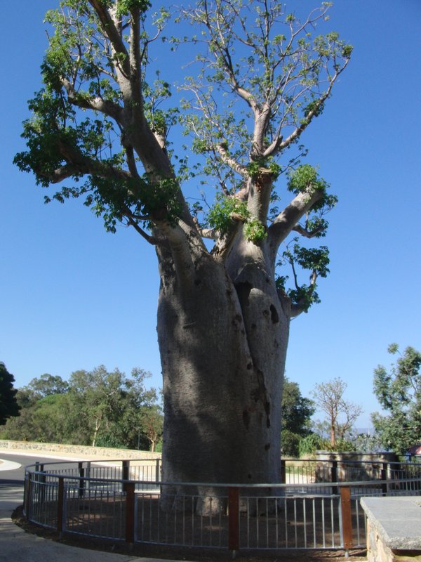 Ancient Aboriginal tree