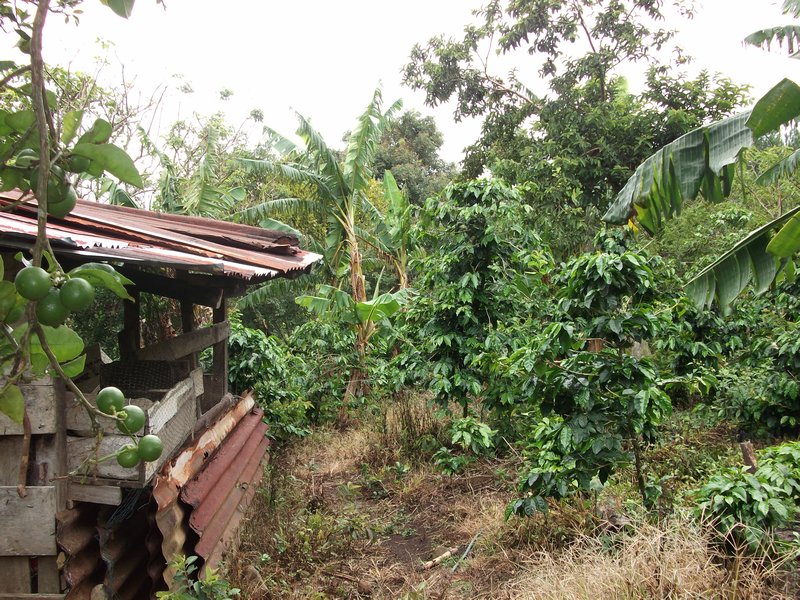 Coffee plantation