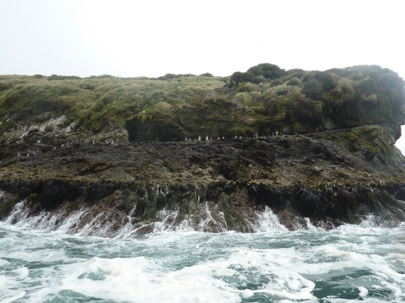 Pinguin eilandje