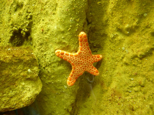 hviezdica - Sea Star