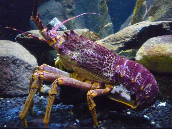 homar - Lobster