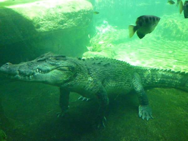 krokodil Croco