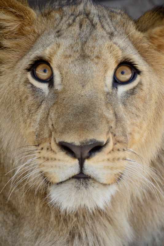 Face de lion
