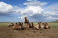 Horde de chameaux