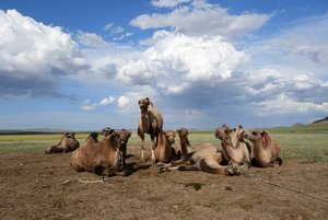 Horde de chameaux