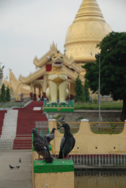 Pigeons et Stupa