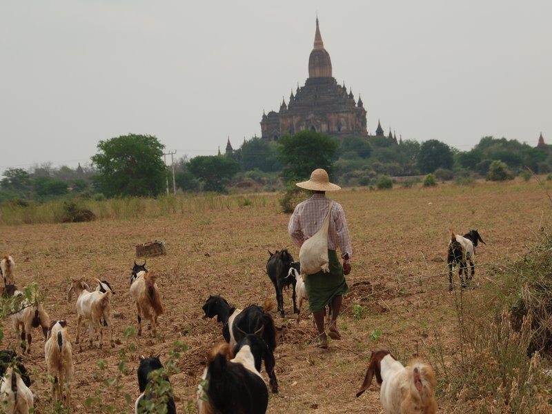 Paysan sur le site de Bagan