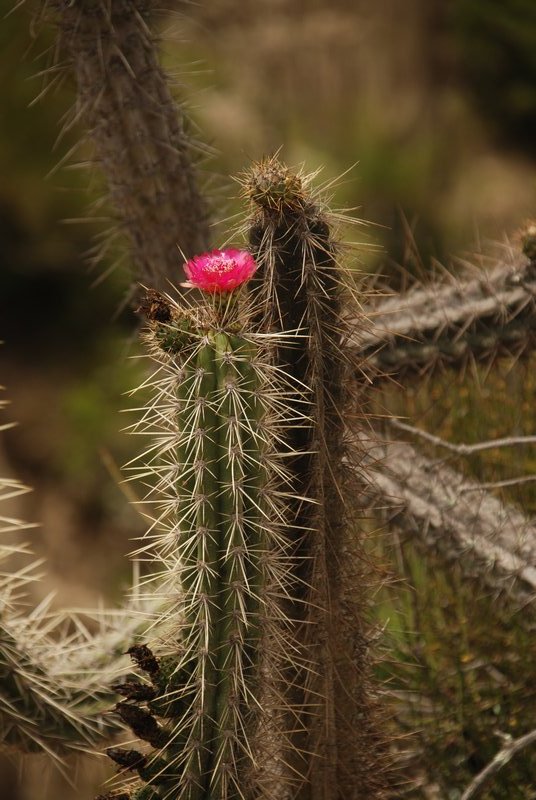 pink cactus