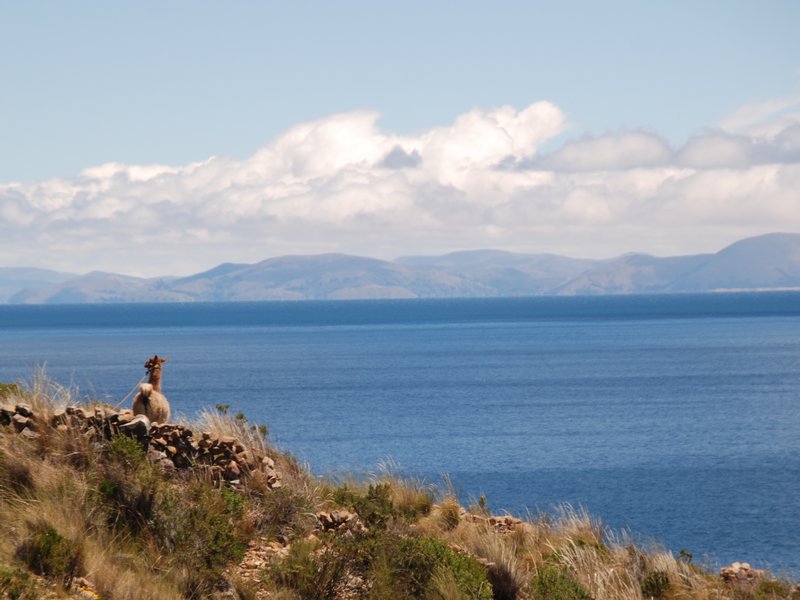 Lama on the isla de la luna