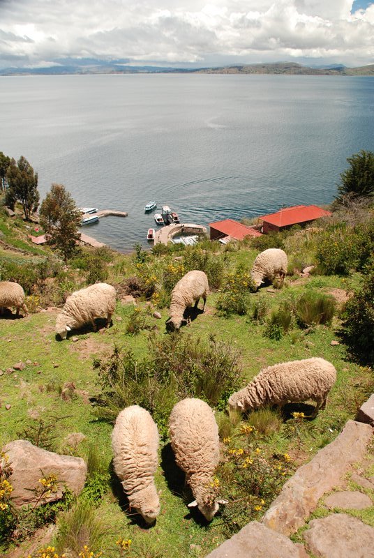 Troupeau de moutons sur Taquile