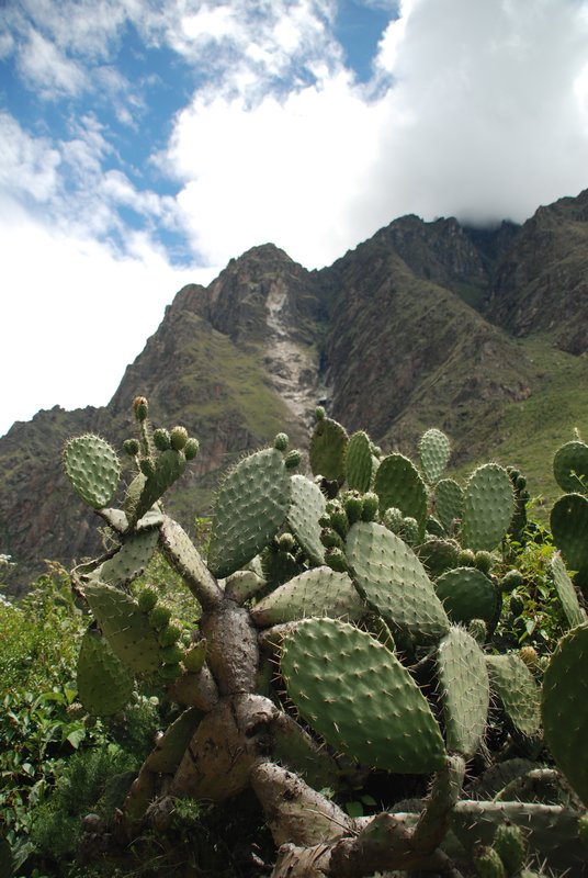 Inca Trail Cactus
