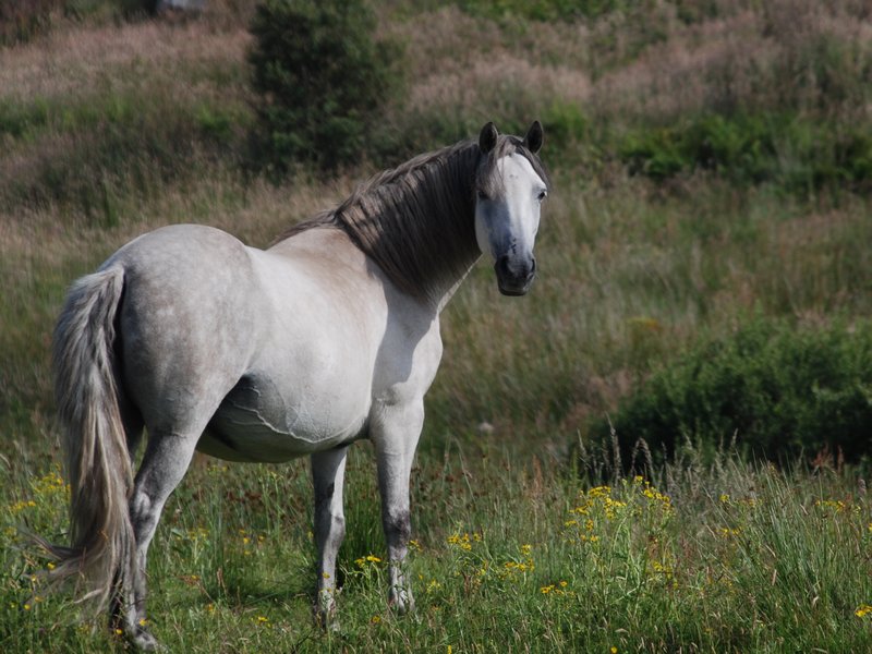 Connemara Horse