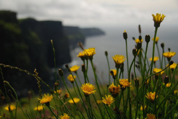 Cliff of Moher 2