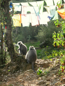 Monkeys in Dharamshala