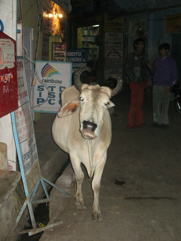 Grosse vache de nuit, Pushkar
