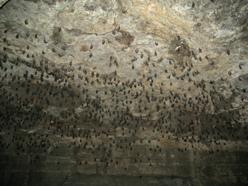 Much more bats