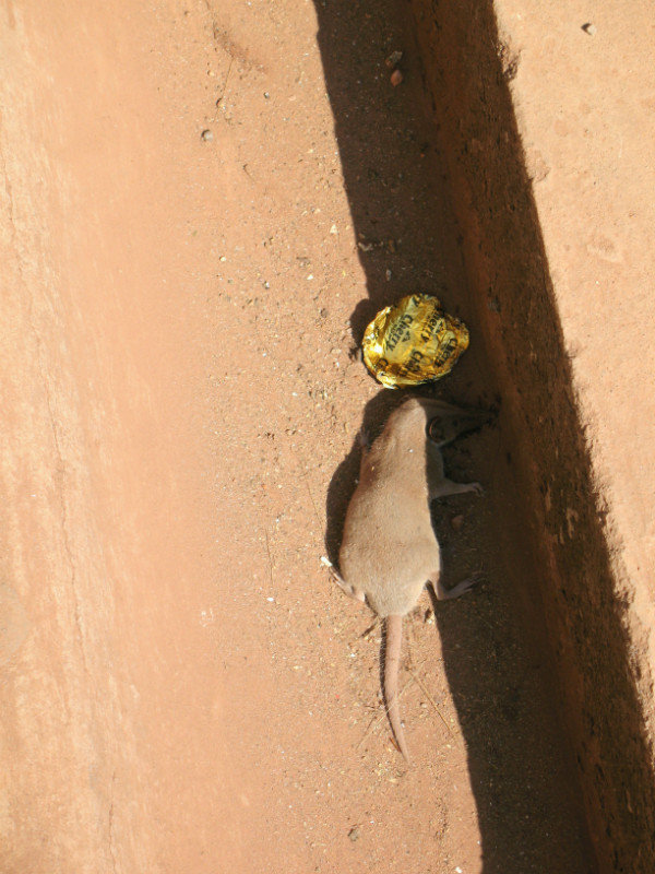 Rat mort