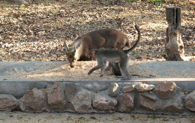 Singe-voleur au zoo de Mysore