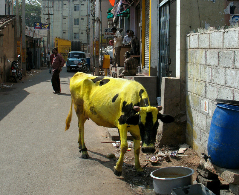Curry Cow 2