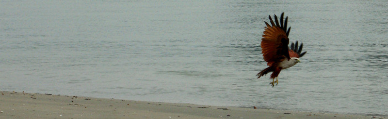 L'aigle à la Muzhapilangad Beach