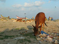 Vaches sur la plage