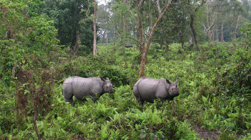 Deux rhinos