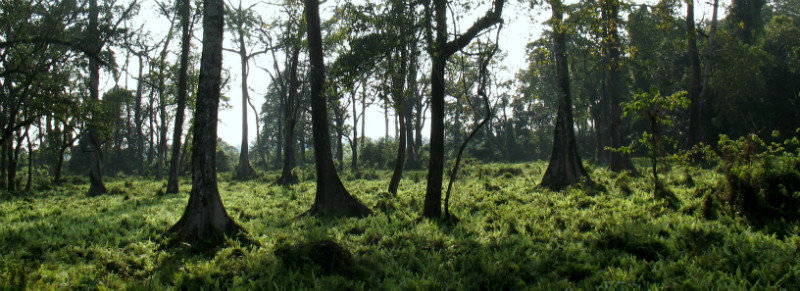 Jungle de Jaldapara