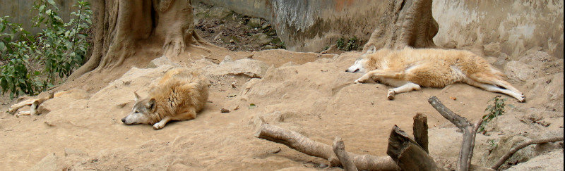 Loups au zoo de Darjeeling