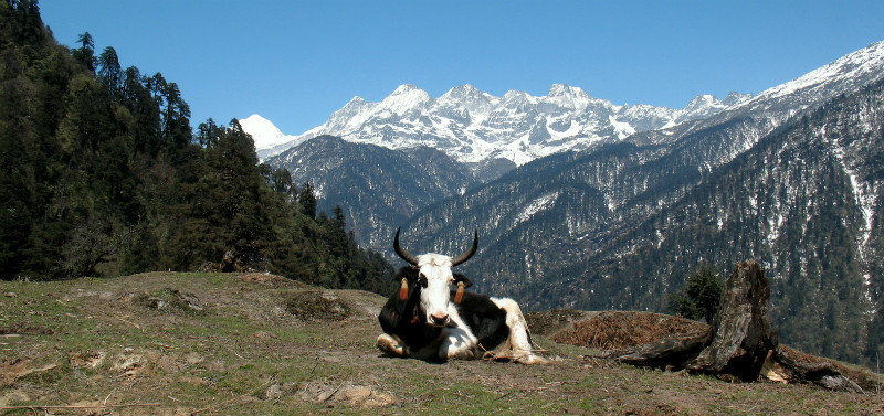 Vache en montagnes